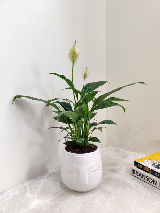 Elegant Peace Lily in a white pot for office decor