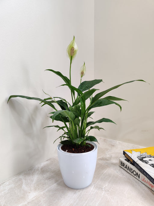 Lush Green Peace Lily Office Plant for Desk Decoration