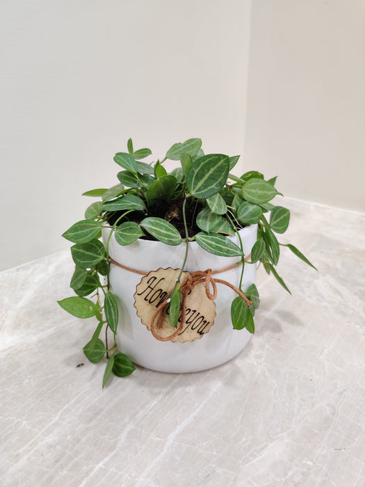 Peperomia Angulata plant in a white ceramic pot for corporate gifting