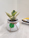 "Elegant Peperomia corporate gift plant in decorative pot"