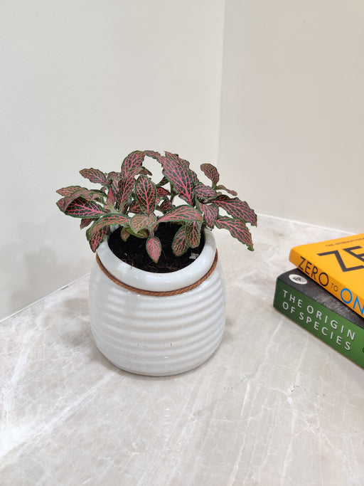 Vibrant Red Fittonia desk plant perfect for office spaces