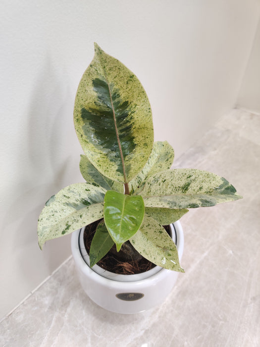 Fresh Air-Purifying Variegated Rubber Plant for Offices