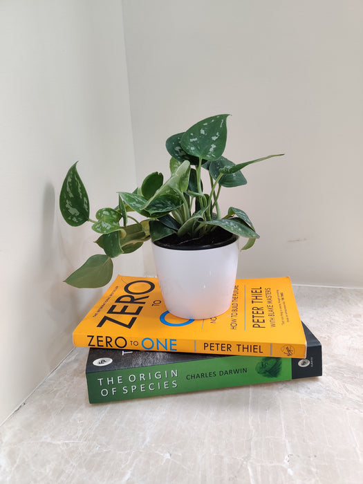 Low maintenance Silver Money Plant for easy gifting