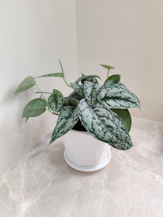 Desk-Friendly Silver Money Plant with White Pot