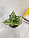 Resilient Indoor Snake Plant in White Pot, Ideal for Office Space
