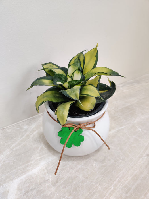 Air purifying indoor Snake Plant for corporate gifts
