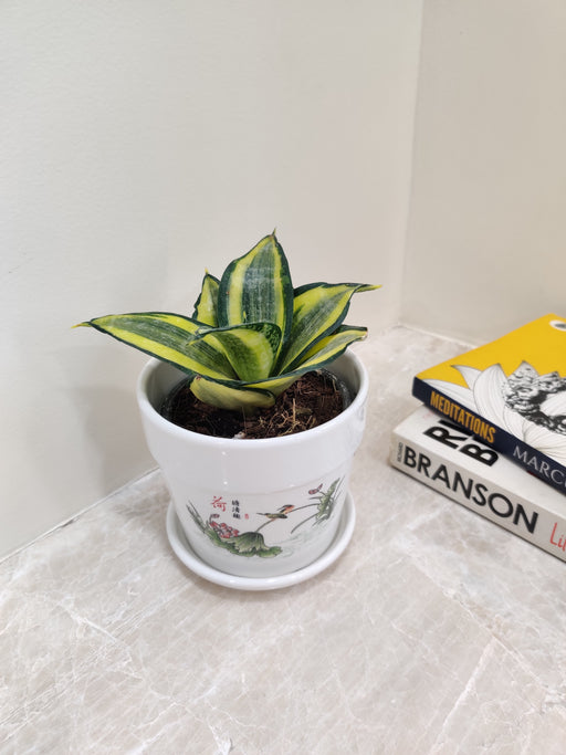 Air-purifying Snake Plant for office spaces, easy to maintain