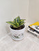 Air-purifying Snake Plant for office spaces, easy to maintain