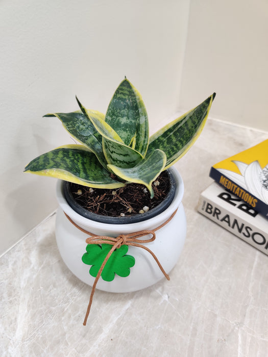 Green Snake Plant in Charming White Pot Corporate Gift