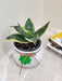Green Snake Plant in Charming White Pot Corporate Gift