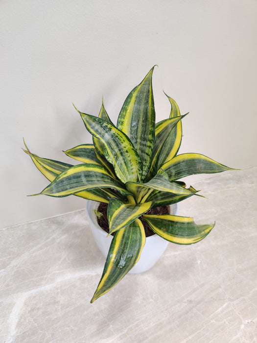 Ideal Corporate Gift Snake Plant with Air-Purifying Qualities