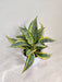 Ideal Corporate Gift Snake Plant with Air-Purifying Qualities