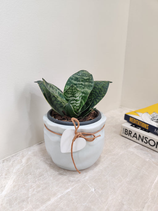 Decorative Snake Plant for Corporate Gifts