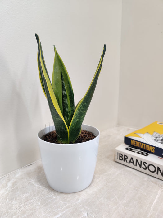 Office Desk Friendly Snake Plant