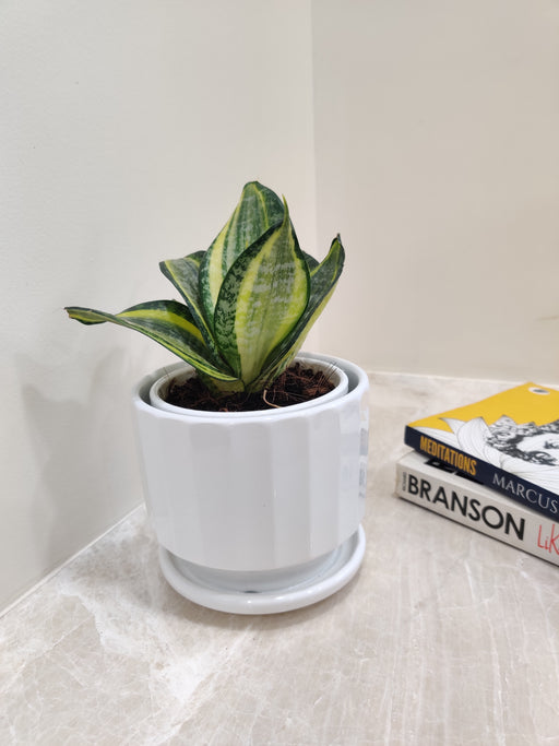 Elegant Snake Plant Perfect for Office Desk