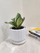 Elegant Snake Plant Perfect for Office Desk