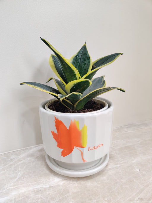Snake Plant in White Pot Corporate Gift