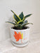 Snake Plant in White Pot Corporate Gift