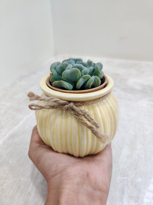Desk-ready succulent gift for professionals