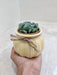 Desk-ready succulent gift for professionals