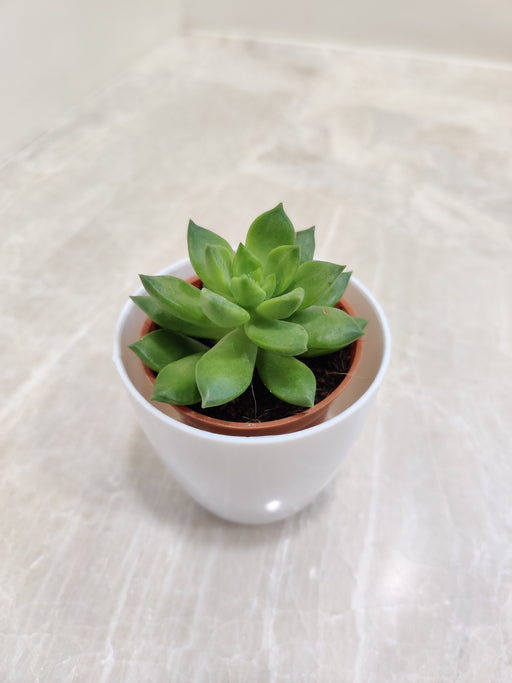 Green Succulent Plant for Corporate Gifting