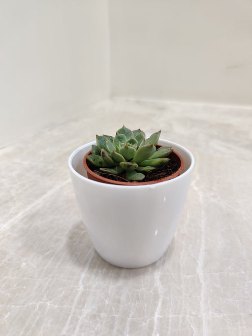 Succulent plant in white plastic pot for office