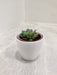 Succulent plant in white plastic pot for office