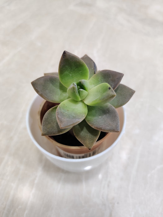 Green Succulent Desk Plant for Corporate Gifting