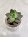 Green Succulent Desk Plant for Corporate Gifting