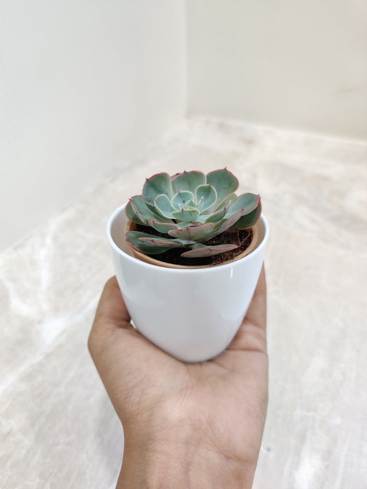 Desk-Friendly Succulent in Minimalist Pot for Office