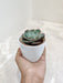 Desk-Friendly Succulent in Minimalist Pot for Office