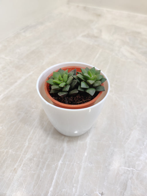 Desk Companion Succulent in Minimalist Planter