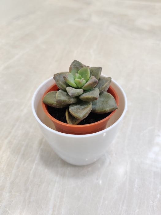 Corporate gifting green succulent plant