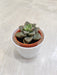 Corporate gifting green succulent plant