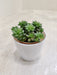 Resilient Succulent in Sleek Container