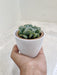 Corporate Gift Succulent in White Pot