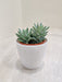 Corporate gifting sleek succulent plant in a plastic pot