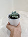 Low-maintenance succulent ideal for office environments