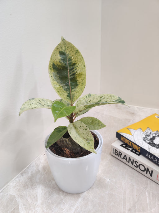 Prosperity Symbol Variegated Rubber Office Plant