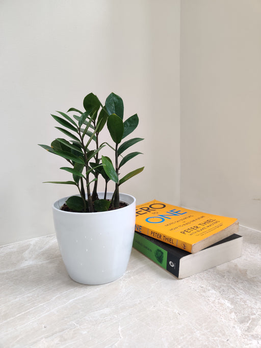 Elegant ZZ Plant perfect for corporate gifting