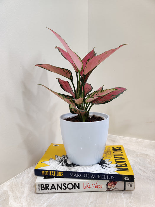 Indoor air-purifying Aglaonema Beauty