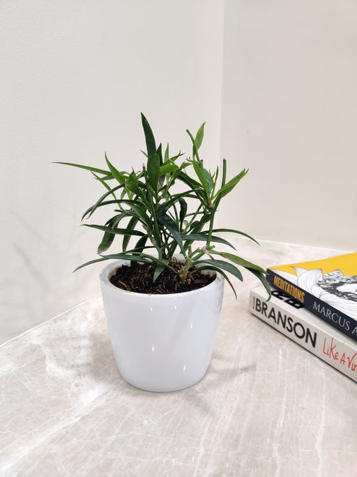 Low-maintenance Hoya Longifolia for office spaces