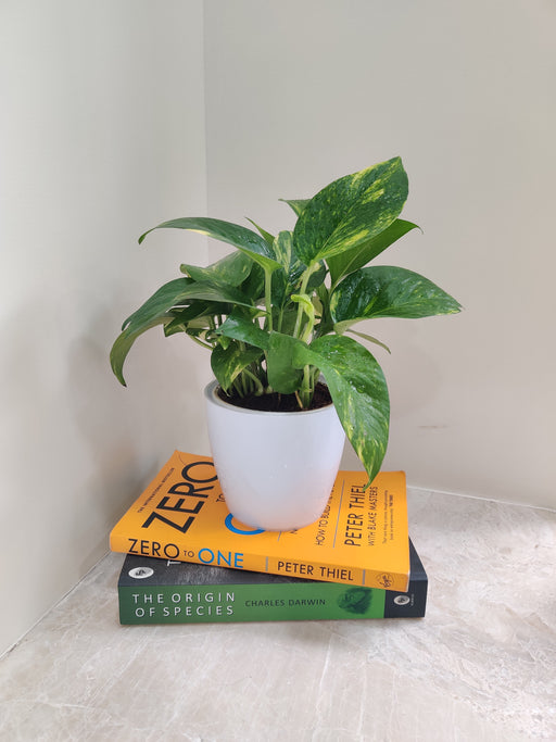 Indoor Air Purifying Green Money Plant