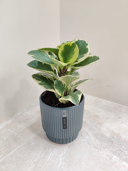 Low maintenance Peperomia indoor office plant