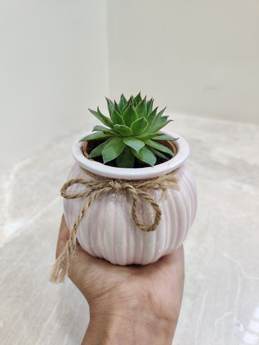 Perfect plant gift for corporate events