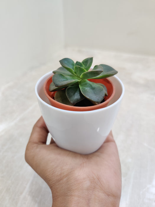 Office desk succulent for corporate gifts