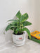 Variegated Money Plant in white ceramic pot