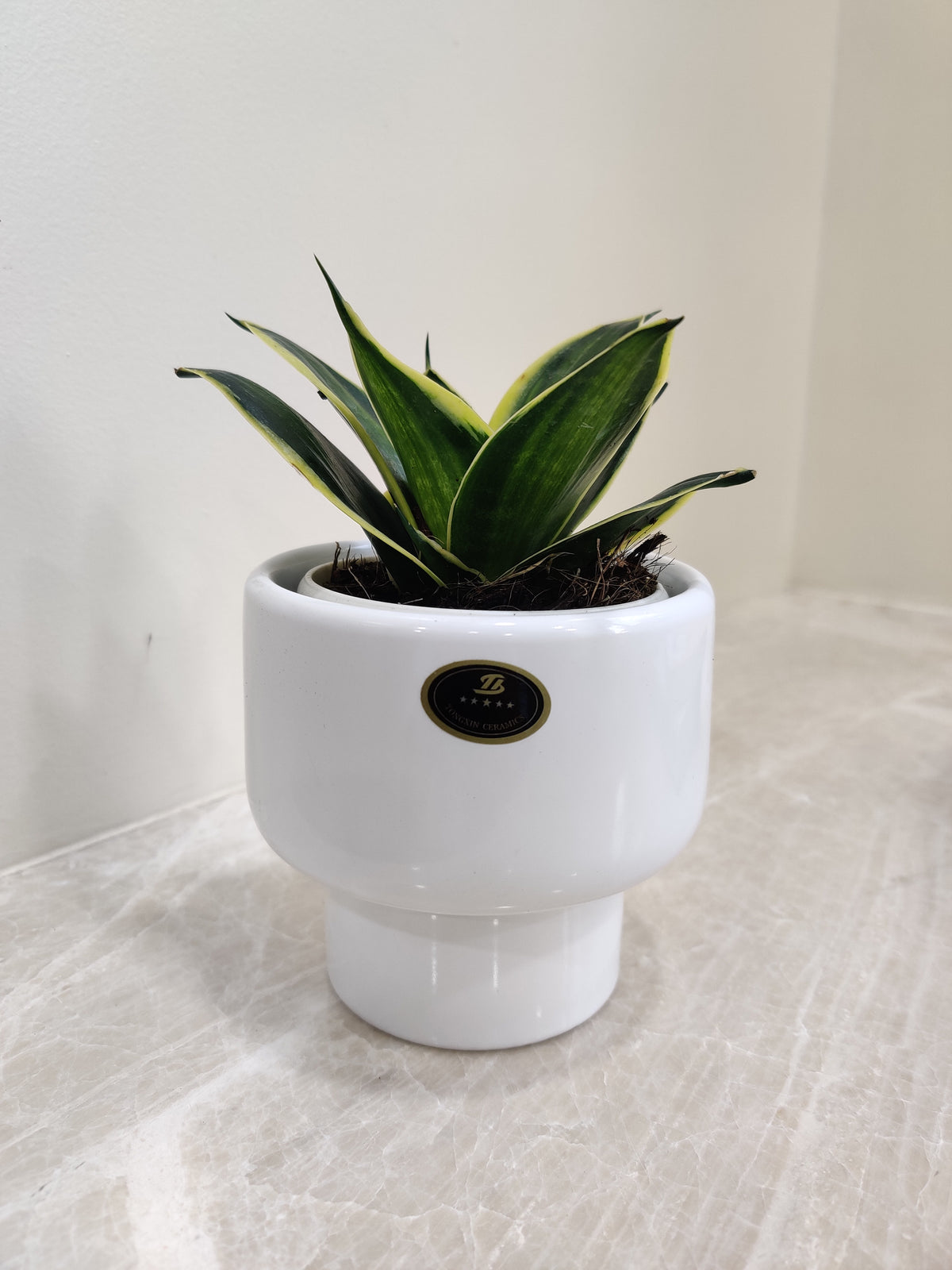 Buy Snake Plant for Corporate Gifting Good Luck Office Plant
