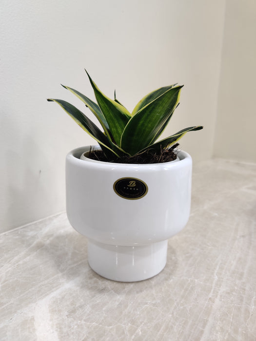 Corporate Snake Plant in White Ceramic Pot Gift