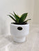 Corporate Snake Plant in White Ceramic Pot Gift